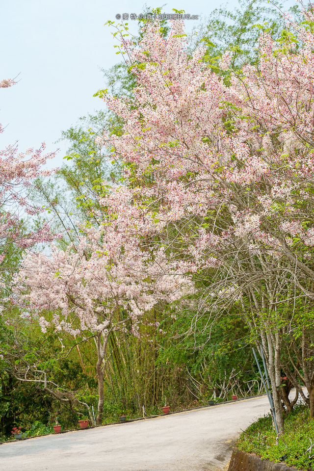 武鹿坑,武鹿坑花旗木,高雄花旗木,花旗木,旗山花旗木,旗山武鹿坑