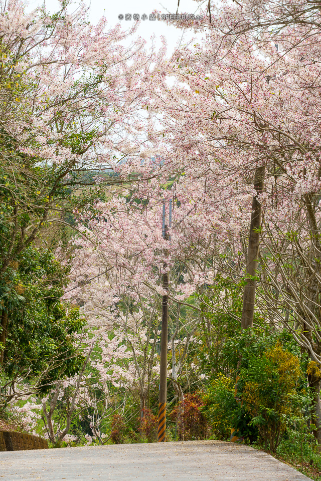 武鹿坑,武鹿坑花旗木,高雄花旗木,花旗木,旗山花旗木,旗山武鹿坑