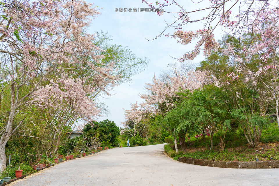 武鹿坑,武鹿坑花旗木,高雄花旗木,花旗木,旗山花旗木,旗山武鹿坑