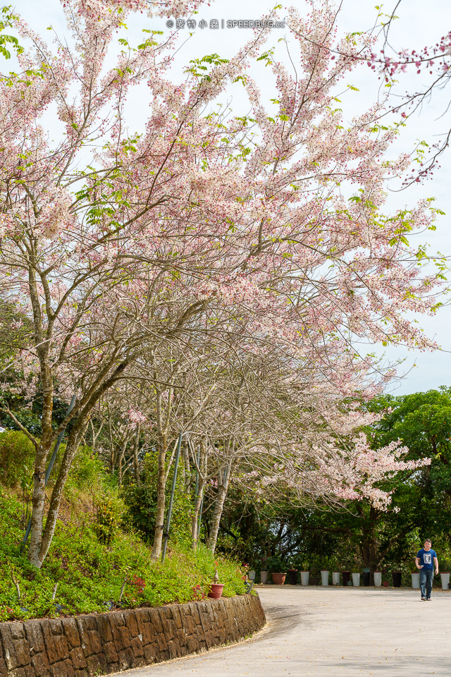 武鹿坑,武鹿坑花旗木,高雄花旗木,花旗木,旗山花旗木,旗山武鹿坑