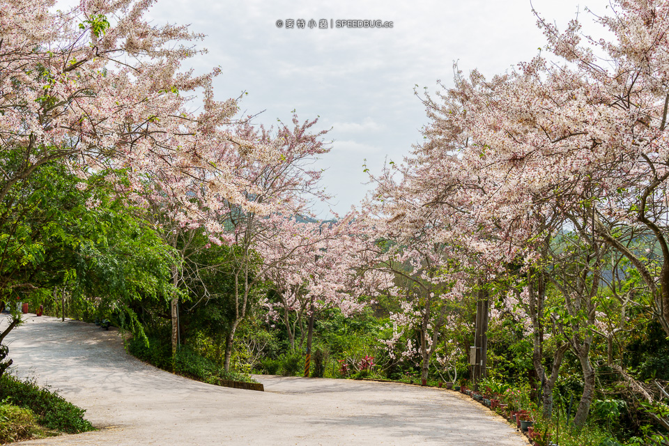 武鹿坑,武鹿坑花旗木,高雄花旗木,花旗木,旗山花旗木,旗山武鹿坑