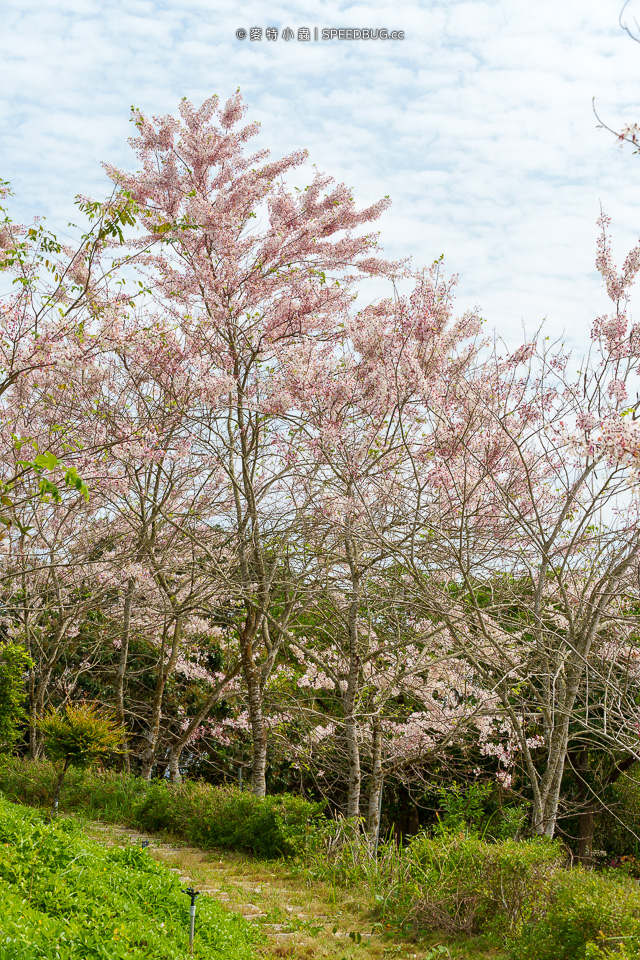 武鹿坑,武鹿坑花旗木,高雄花旗木,花旗木,旗山花旗木,旗山武鹿坑