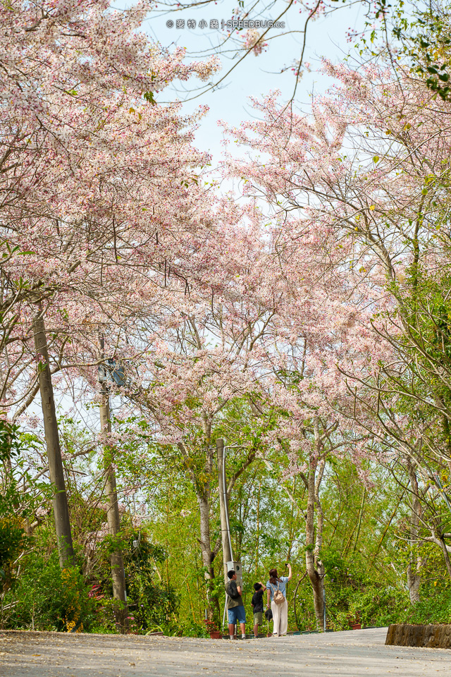 武鹿坑,武鹿坑花旗木,高雄花旗木,花旗木,旗山花旗木,旗山武鹿坑