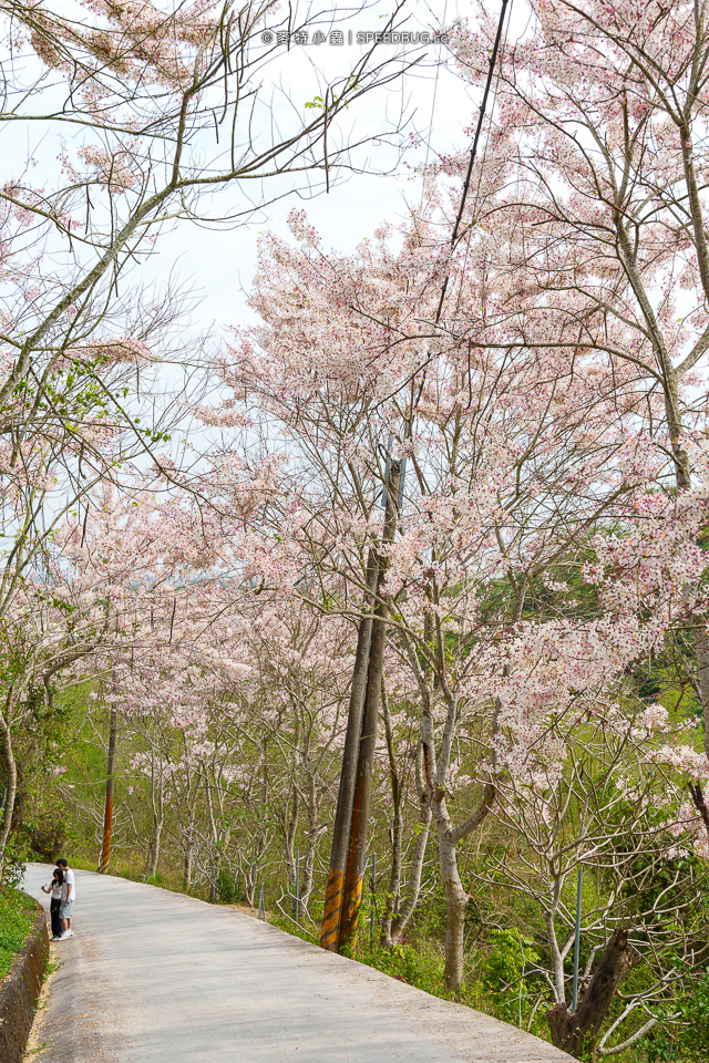 武鹿坑,武鹿坑花旗木,高雄花旗木,花旗木,旗山花旗木,旗山武鹿坑