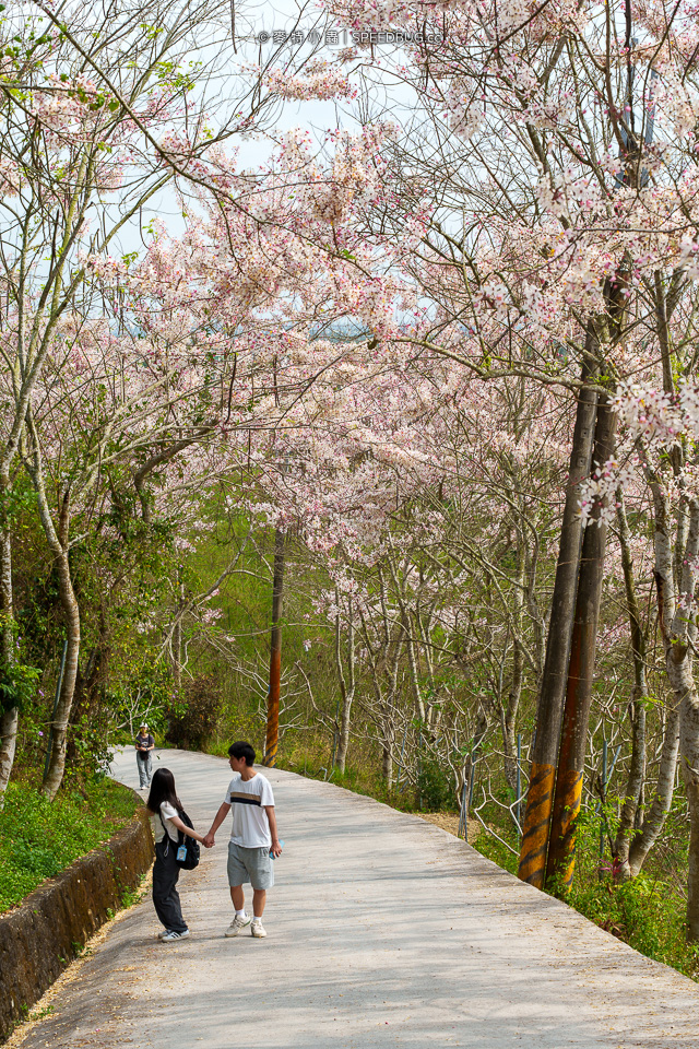 武鹿坑,武鹿坑花旗木,高雄花旗木,花旗木,旗山花旗木,旗山武鹿坑