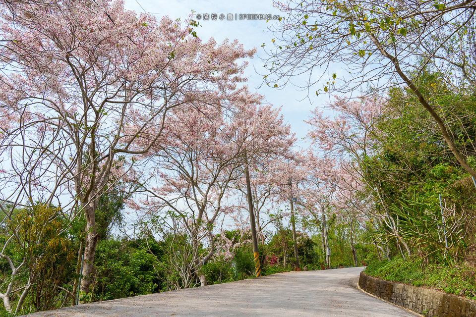 武鹿坑,武鹿坑花旗木,高雄花旗木,花旗木,旗山花旗木,旗山武鹿坑