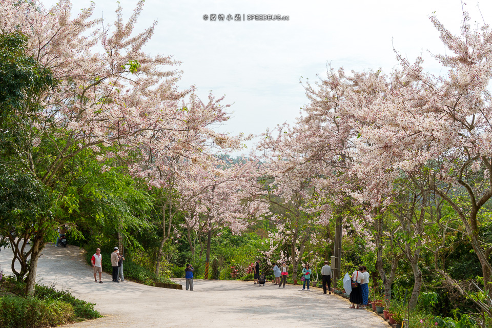 武鹿坑,武鹿坑花旗木,高雄花旗木,花旗木,旗山花旗木,旗山武鹿坑