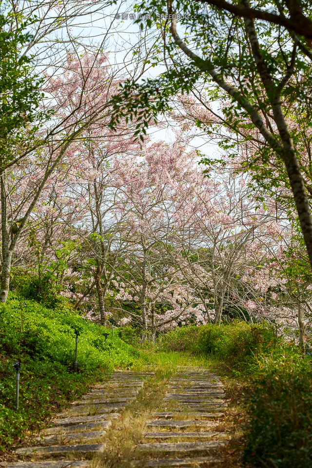 武鹿坑,武鹿坑花旗木,高雄花旗木,花旗木,旗山花旗木,旗山武鹿坑