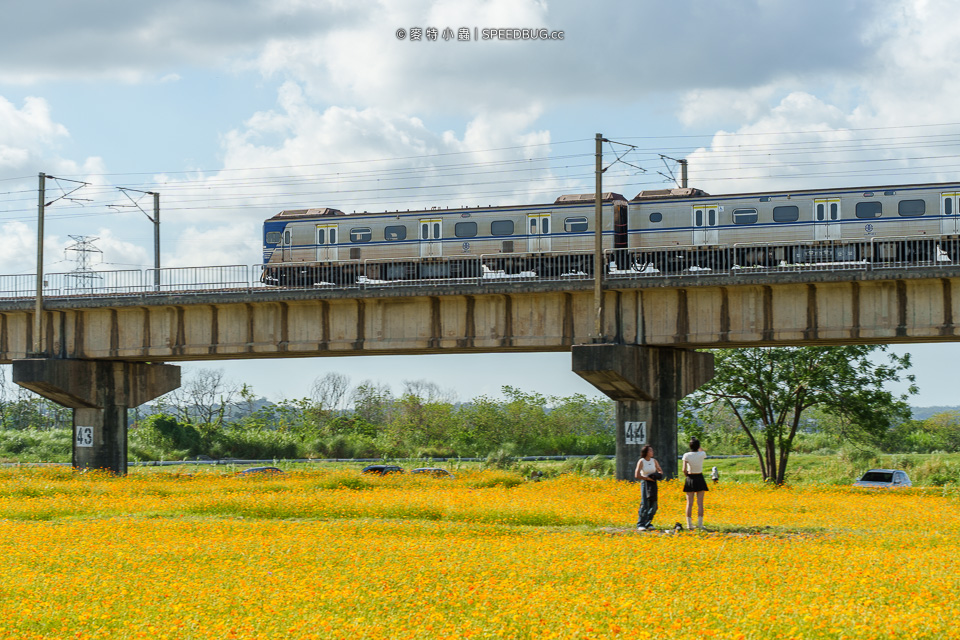 舊鐵橋波斯菊花海,下淡水溪舊鐵橋,高屏舊鐵橋,波斯菊花海