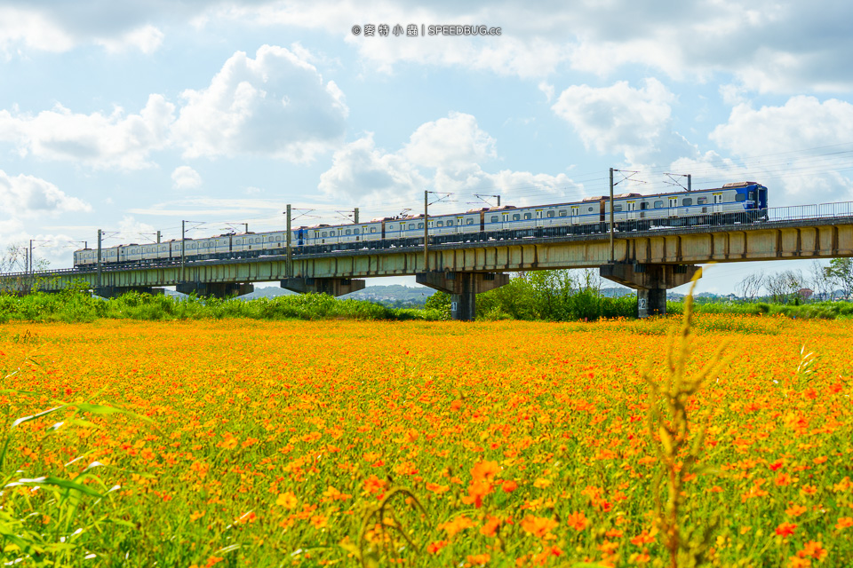 舊鐵橋波斯菊花海,下淡水溪舊鐵橋,高屏舊鐵橋,波斯菊花海