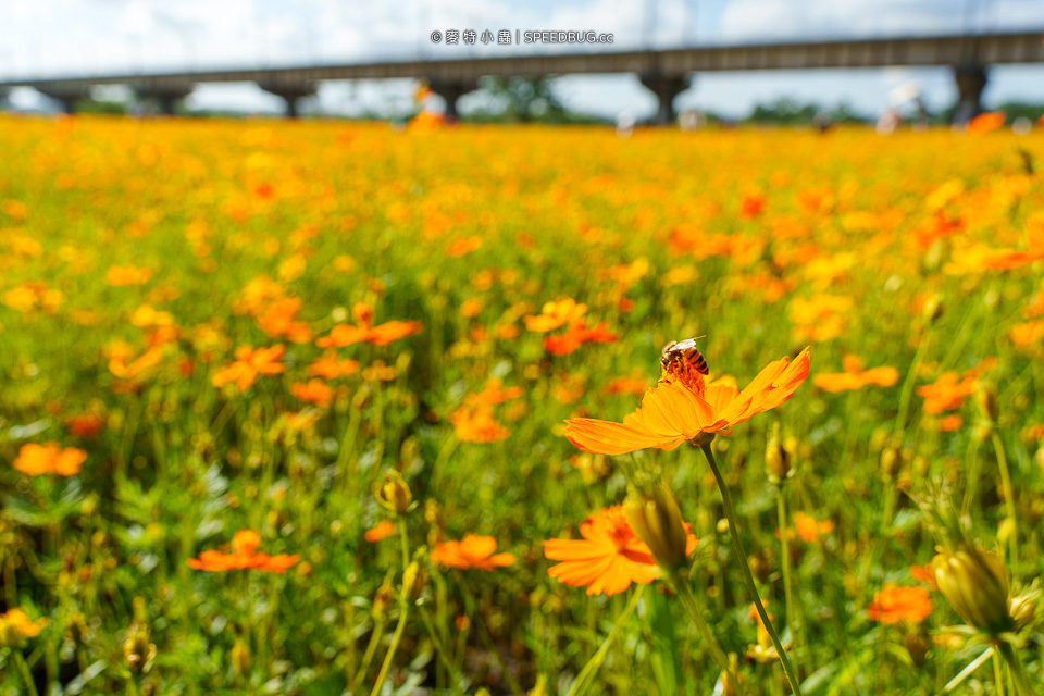舊鐵橋波斯菊花海,下淡水溪舊鐵橋,高屏舊鐵橋,波斯菊花海