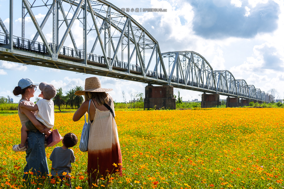 舊鐵橋波斯菊花海,下淡水溪舊鐵橋,高屏舊鐵橋,波斯菊花海