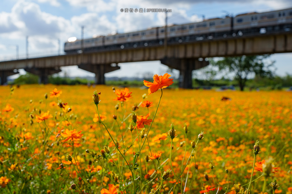 舊鐵橋波斯菊花海,下淡水溪舊鐵橋,高屏舊鐵橋,波斯菊花海