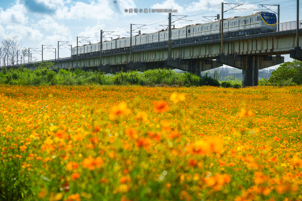 舊鐵橋波斯菊花海,下淡水溪舊鐵橋,高屏舊鐵橋,波斯菊花海