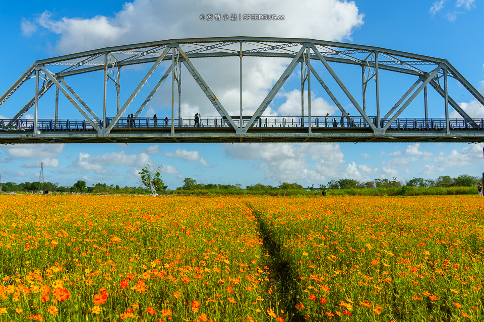 舊鐵橋波斯菊花海,下淡水溪舊鐵橋,高屏舊鐵橋,波斯菊花海