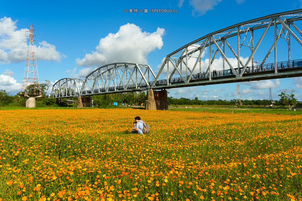 舊鐵橋波斯菊花海,下淡水溪舊鐵橋,高屏舊鐵橋,波斯菊花海