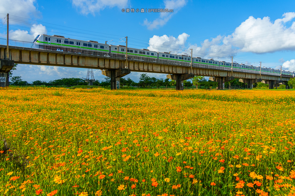 舊鐵橋波斯菊花海,下淡水溪舊鐵橋,高屏舊鐵橋,波斯菊花海