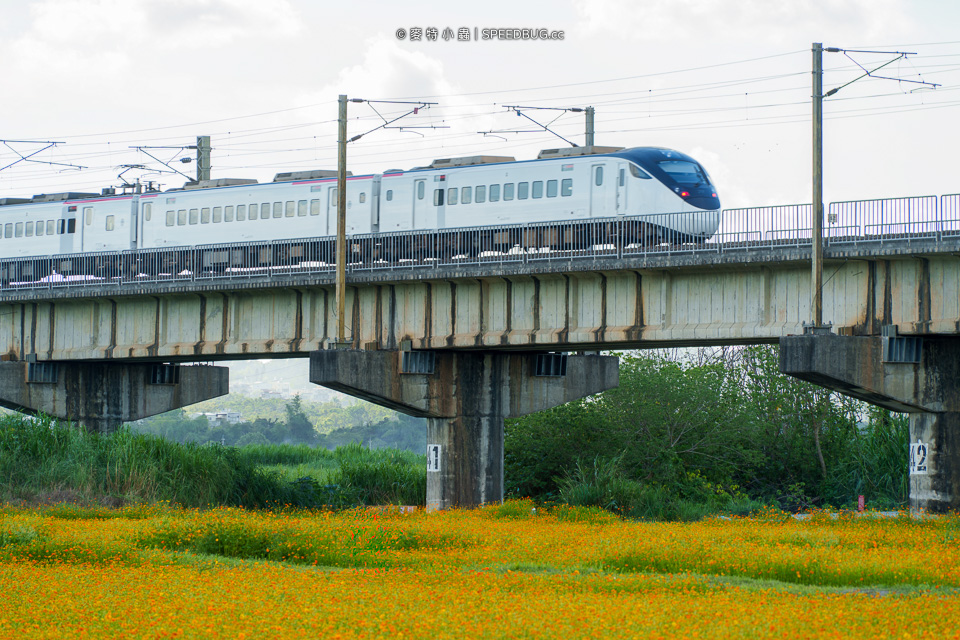 舊鐵橋波斯菊花海,下淡水溪舊鐵橋,高屏舊鐵橋,波斯菊花海