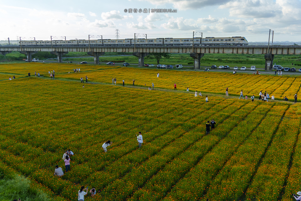 舊鐵橋波斯菊花海,下淡水溪舊鐵橋,高屏舊鐵橋,波斯菊花海