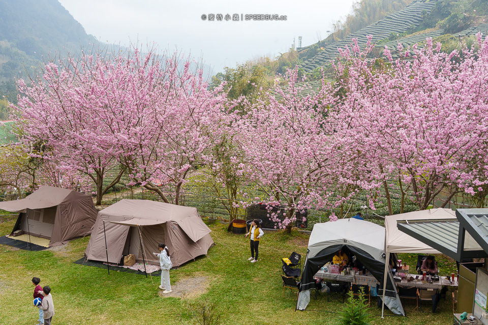 中興製茶所,中興製茶廠,阿里山櫻花,嘉義櫻花,櫻花,中興製茶所櫻花,嘉義賞櫻景點,阿里山賞櫻景點,阿里山櫻花秘境