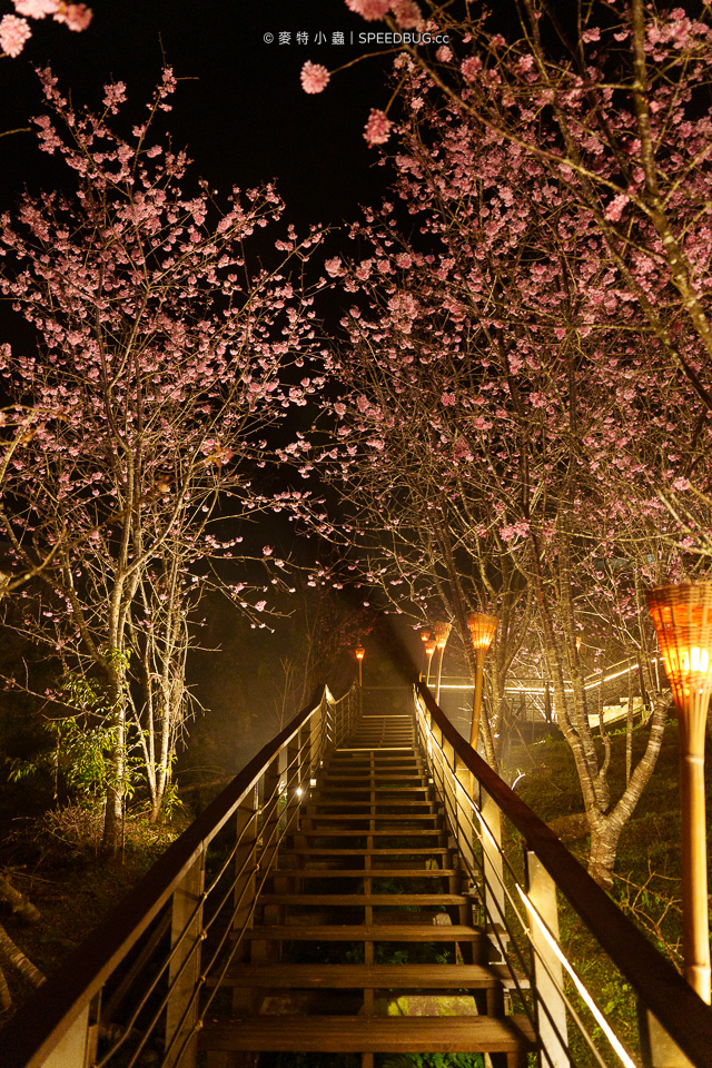 阿里山櫻花,2025櫻花,2025阿里山櫻花,太和橋櫻花,許媽媽櫻花,迷糊步道櫻花,中興製茶所,中興製茶廠,中興製茶所櫻花,中興製茶廠櫻花,半天岩紫雲寺