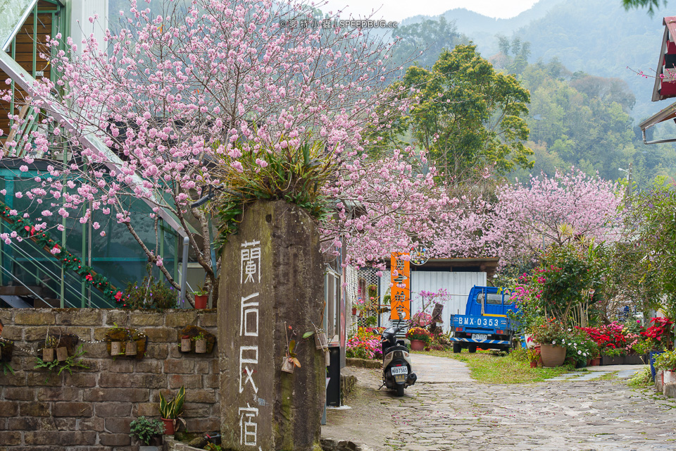 阿里山櫻花,2025櫻花,2025阿里山櫻花,太和橋櫻花,許媽媽櫻花,迷糊步道櫻花,中興製茶所,中興製茶廠,中興製茶所櫻花,中興製茶廠櫻花,半天岩紫雲寺