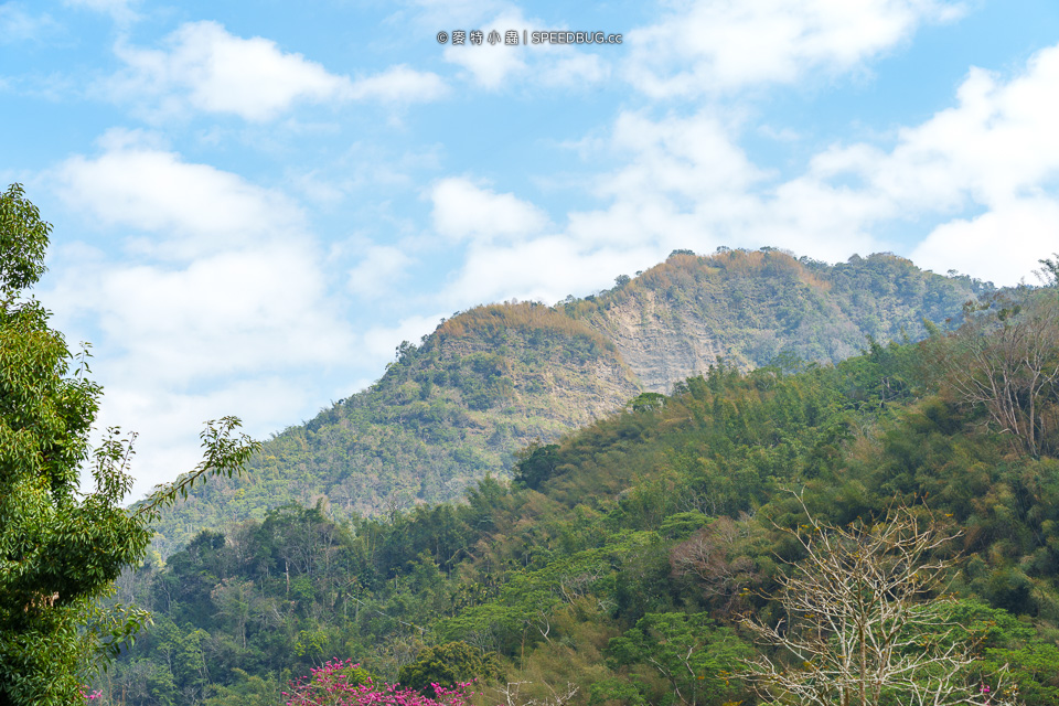 阿里山櫻花,2025櫻花,2025阿里山櫻花,太和橋櫻花,許媽媽櫻花,迷糊步道櫻花,中興製茶所,中興製茶廠,中興製茶所櫻花,中興製茶廠櫻花,半天岩紫雲寺