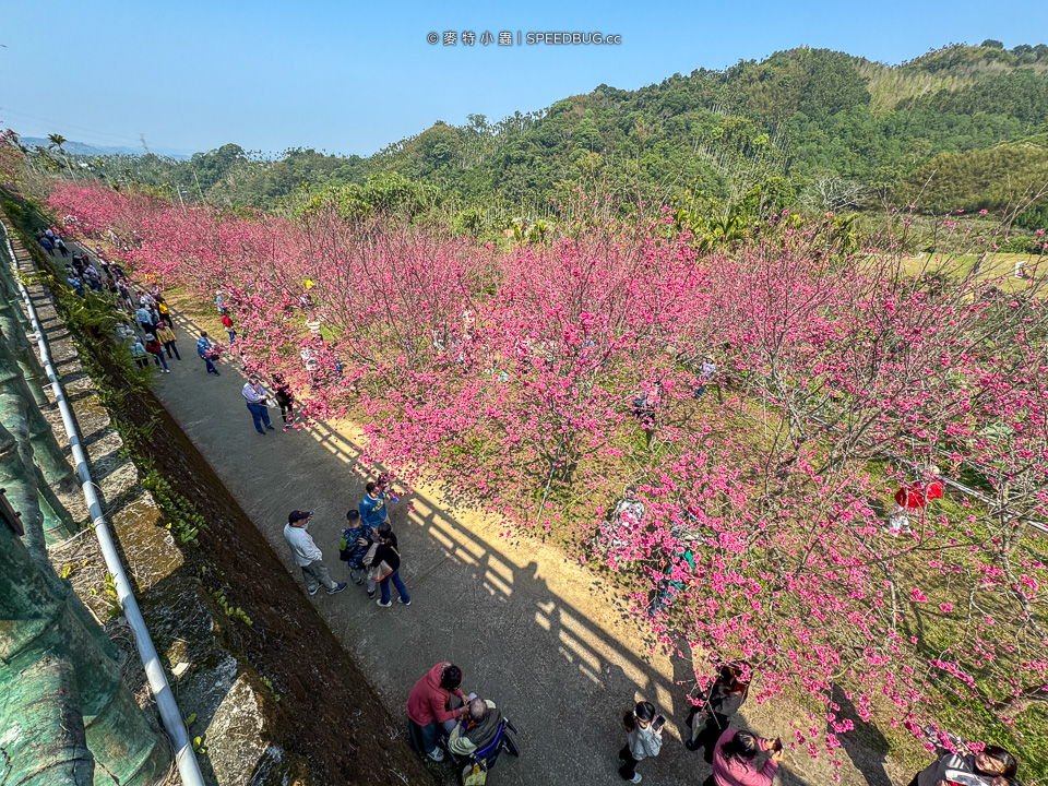 阿里山櫻花,2025櫻花,2025阿里山櫻花,太和橋櫻花,許媽媽櫻花,迷糊步道櫻花,中興製茶所,中興製茶廠,中興製茶所櫻花,中興製茶廠櫻花,半天岩紫雲寺