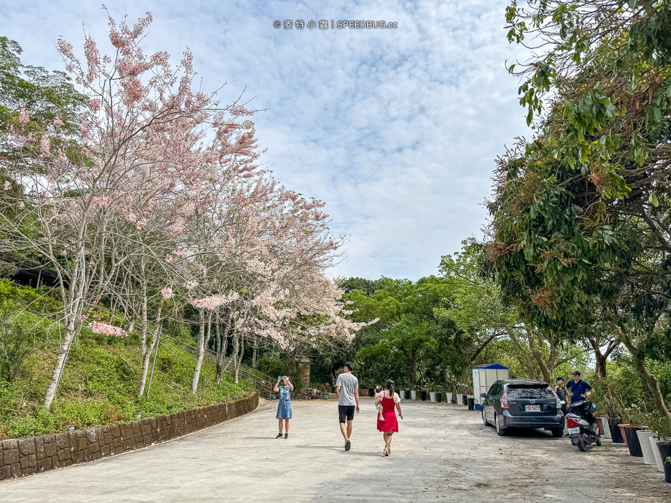 武鹿坑,武鹿坑花旗木,高雄花旗木,花旗木,旗山花旗木,旗山武鹿坑