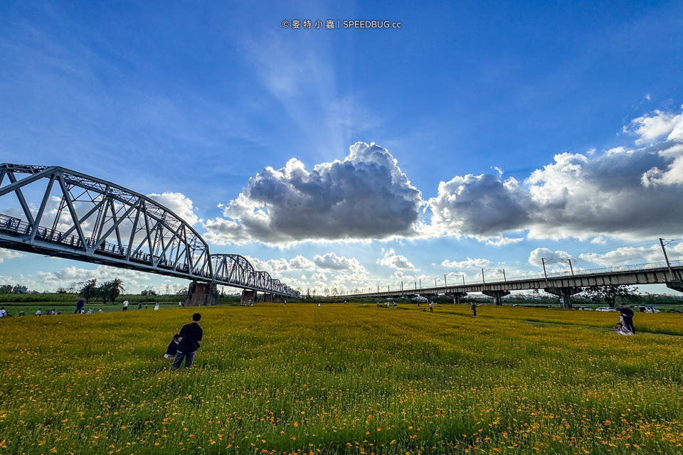 舊鐵橋波斯菊花海,下淡水溪舊鐵橋,高屏舊鐵橋,波斯菊花海