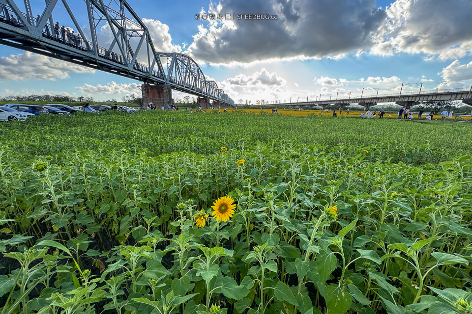 舊鐵橋波斯菊花海,下淡水溪舊鐵橋,高屏舊鐵橋,波斯菊花海