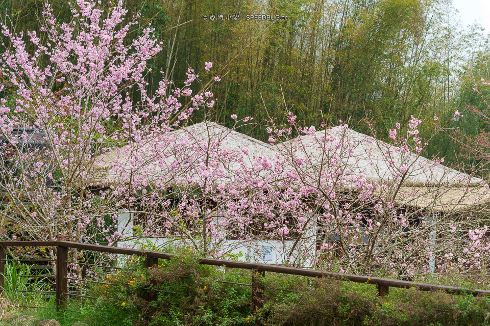 阿里山櫻花,2025櫻花,2025阿里山櫻花,太和橋櫻花,許媽媽櫻花,迷糊步道櫻花,中興製茶所,中興製茶廠,中興製茶所櫻花,中興製茶廠櫻花,半天岩紫雲寺