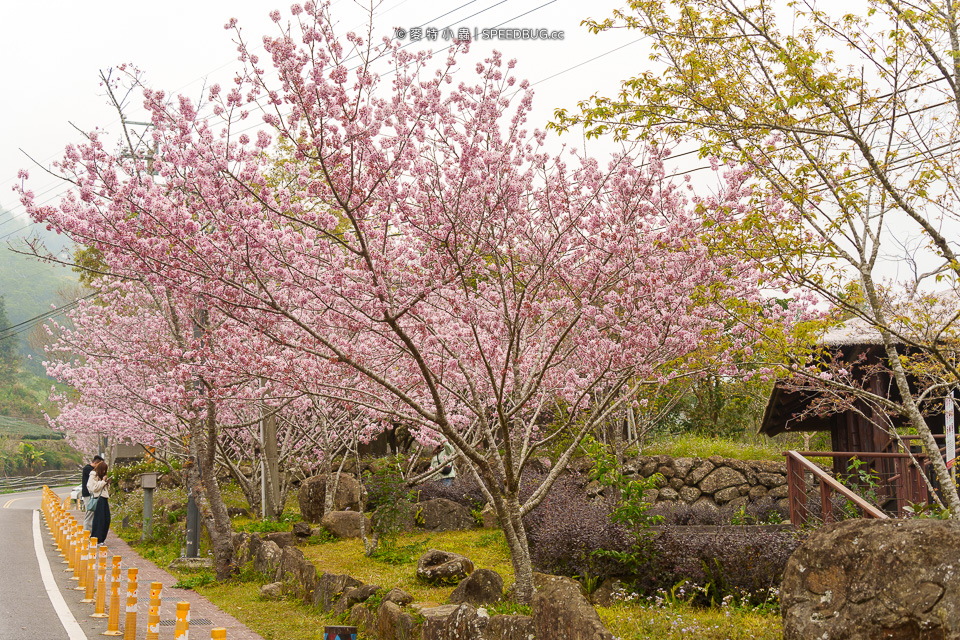 嘉義CHIAYI,嘉義景點,阿里山,阿里山景點