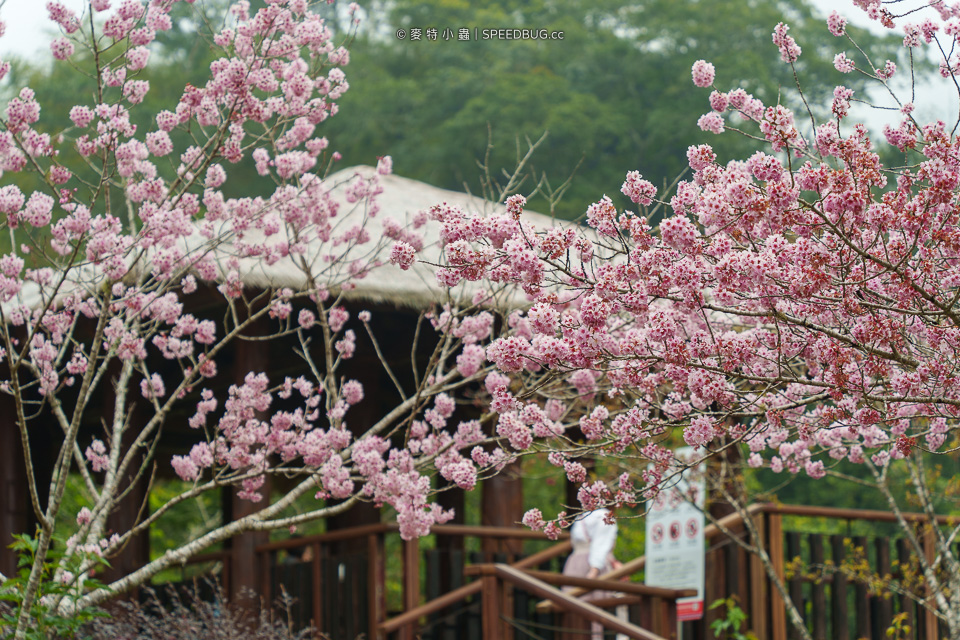 嘉義CHIAYI,嘉義景點,阿里山,阿里山景點