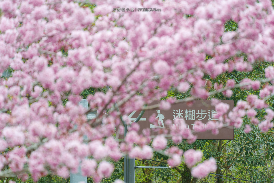 阿里山櫻花,2025櫻花,2025阿里山櫻花,太和橋櫻花,許媽媽櫻花,迷糊步道櫻花,中興製茶所,中興製茶廠,中興製茶所櫻花,中興製茶廠櫻花,半天岩紫雲寺