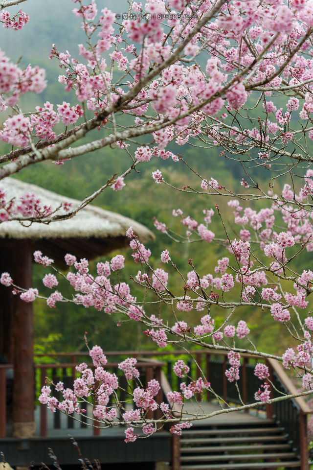 嘉義CHIAYI,嘉義景點,阿里山,阿里山景點