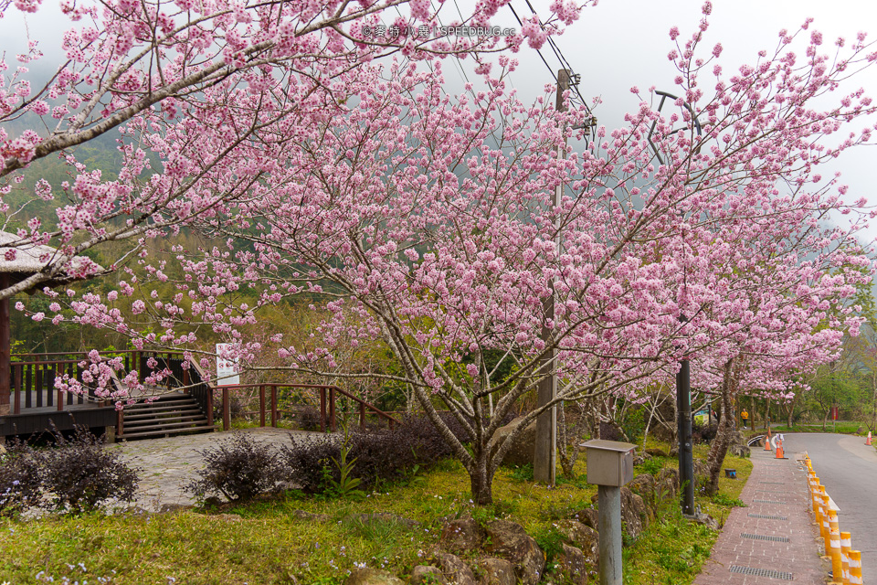 阿里山櫻花,2025櫻花,2025阿里山櫻花,太和橋櫻花,許媽媽櫻花,迷糊步道櫻花,中興製茶所,中興製茶廠,中興製茶所櫻花,中興製茶廠櫻花,半天岩紫雲寺