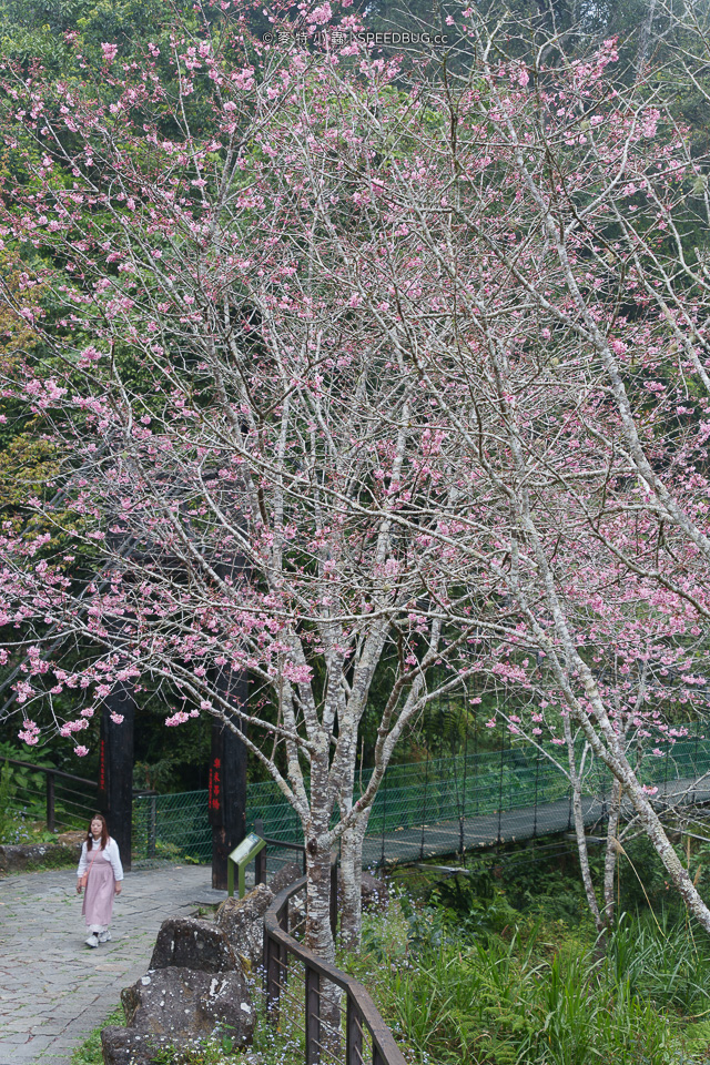 嘉義CHIAYI,嘉義景點,阿里山,阿里山景點