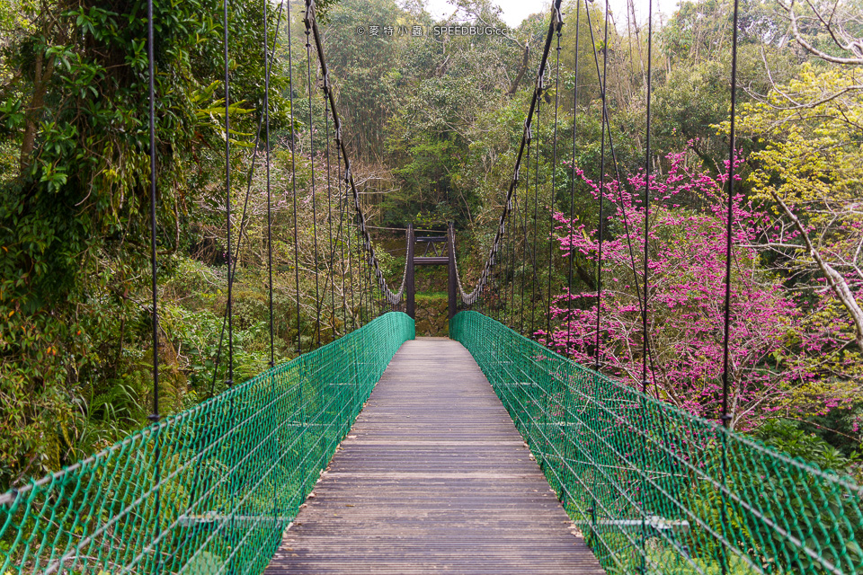 嘉義CHIAYI,嘉義景點,阿里山,阿里山景點