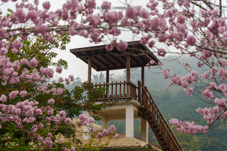 嘉義CHIAYI,嘉義景點,阿里山,阿里山景點