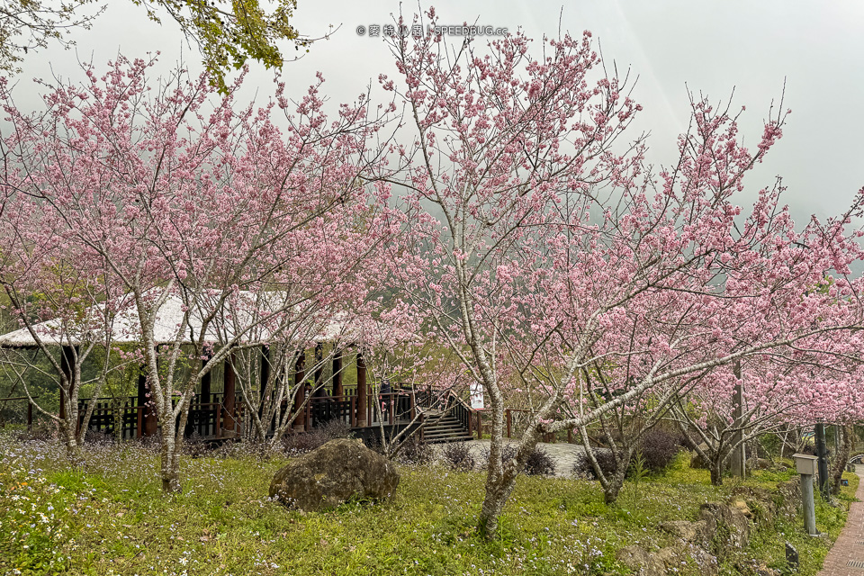 嘉義CHIAYI,嘉義景點,阿里山,阿里山景點