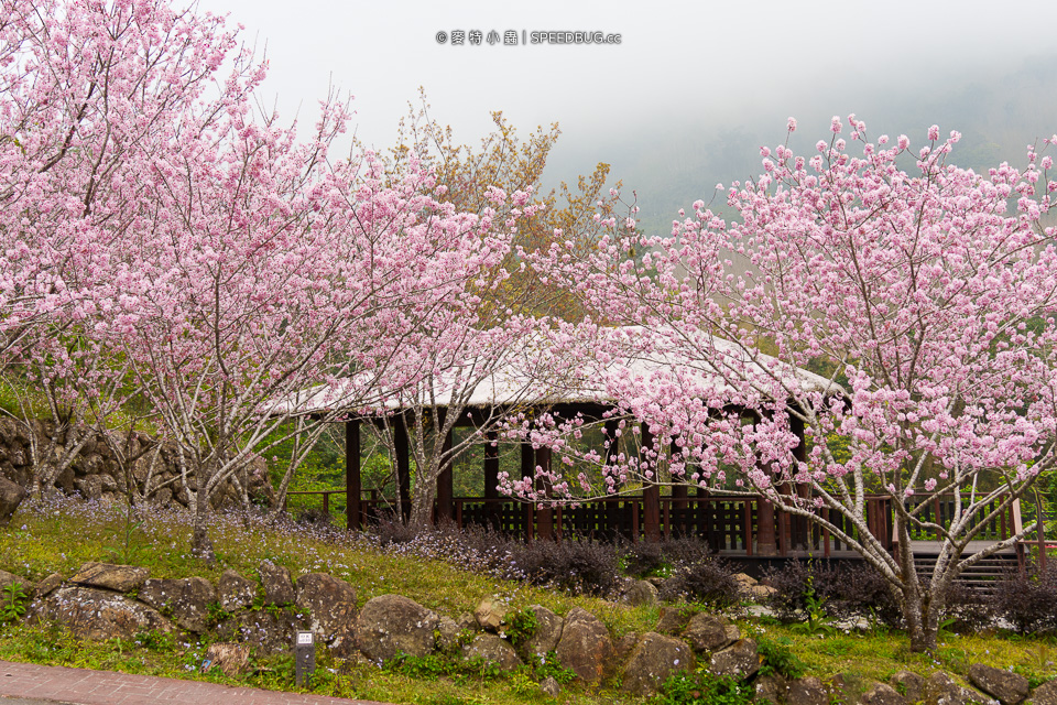 阿里山櫻花,2025櫻花,2025阿里山櫻花,太和橋櫻花,許媽媽櫻花,迷糊步道櫻花,中興製茶所,中興製茶廠,中興製茶所櫻花,中興製茶廠櫻花,半天岩紫雲寺