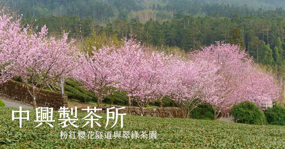 延伸閱讀：阿里山賞櫻｜中興製茶所．粉紅櫻花隧道與翠綠茶園交織美景