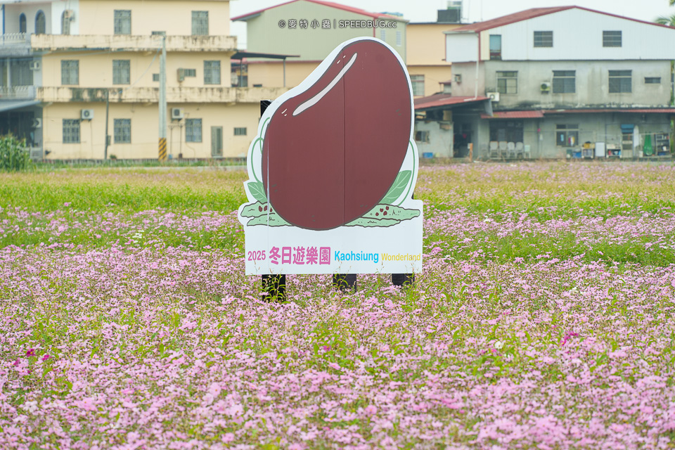 美濃花海,美濃,高雄花海,高雄波斯菊花海,高雄旅遊,高雄花田,波斯菊花海,百日草花海,向日葵花海