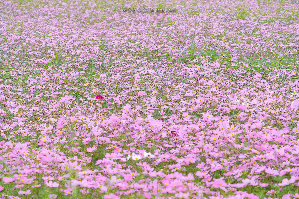 美濃花海,美濃,高雄花海,高雄波斯菊花海,高雄旅遊,高雄花田,波斯菊花海,百日草花海,向日葵花海