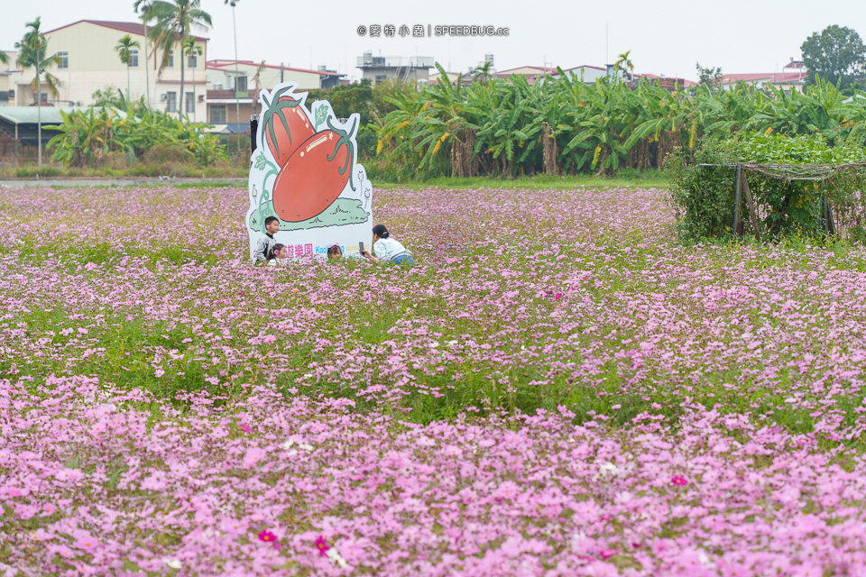 美濃花海,美濃,高雄花海,高雄波斯菊花海,高雄旅遊,高雄花田,波斯菊花海,百日草花海,向日葵花海