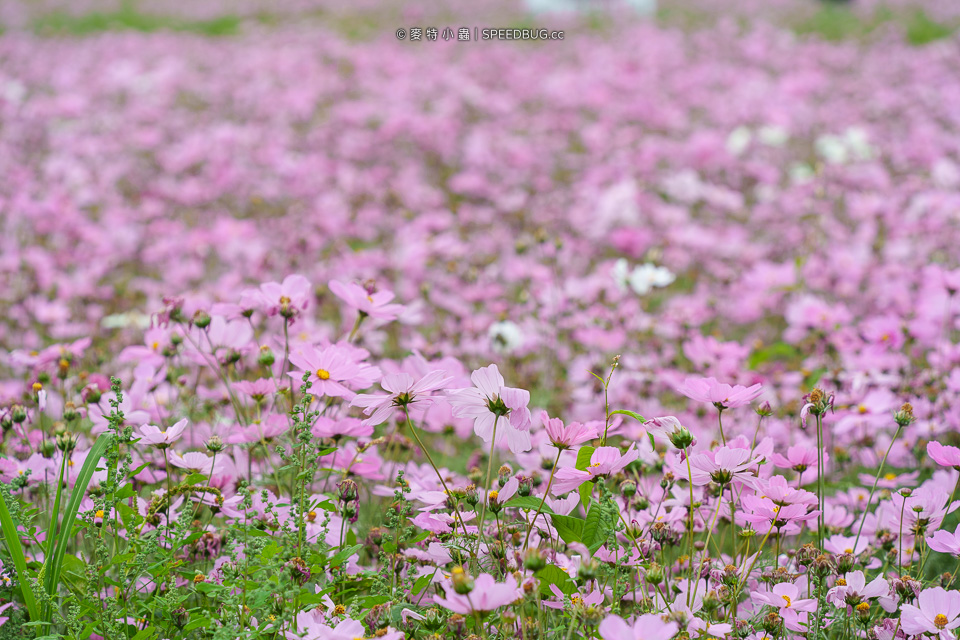 美濃花海,美濃,高雄花海,高雄波斯菊花海,高雄旅遊,高雄花田,波斯菊花海,百日草花海,向日葵花海