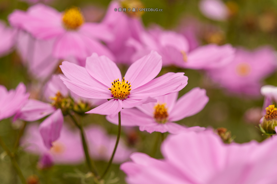 美濃花海,美濃,高雄花海,高雄波斯菊花海,高雄旅遊,高雄花田,波斯菊花海,百日草花海,向日葵花海