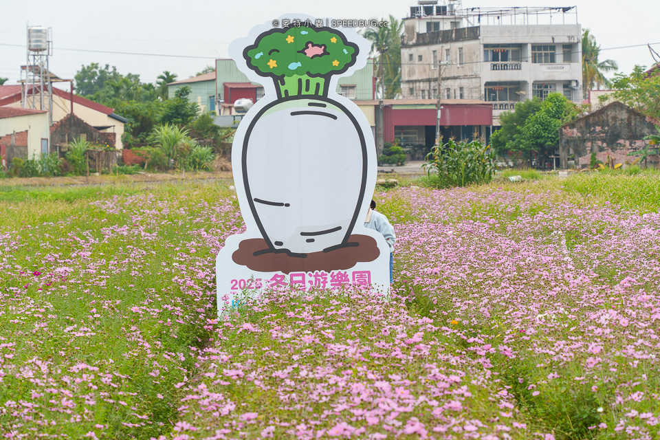 美濃花海,美濃,高雄花海,高雄波斯菊花海,高雄旅遊,高雄花田,波斯菊花海,百日草花海,向日葵花海