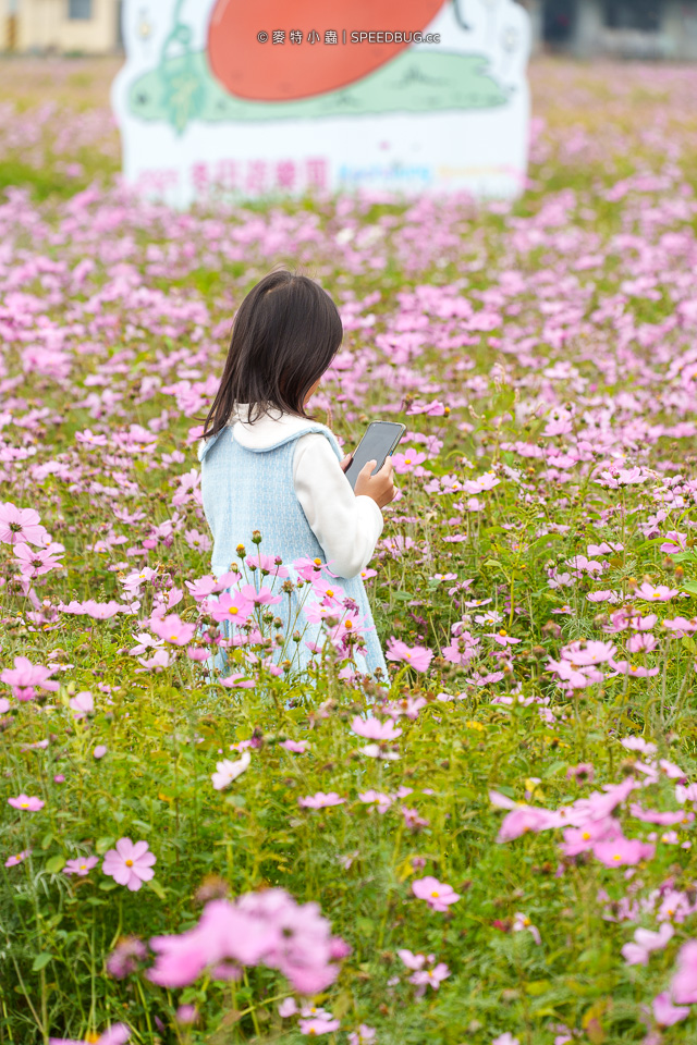 美濃花海,美濃,高雄花海,高雄波斯菊花海,高雄旅遊,高雄花田,波斯菊花海,百日草花海,向日葵花海